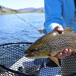 Pêche à la truite sur la Garonne et la Pique