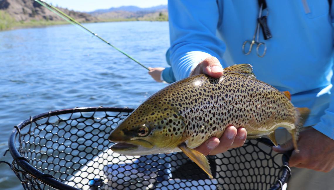 Pêche à la truite sur la Garonne et la Pique